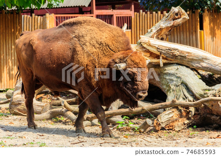 American bison (Bison bison), also known as buffalo in a paddock at farmyard American bison (Bison bison), also known as buffalo in a paddock at farmyard 74685593