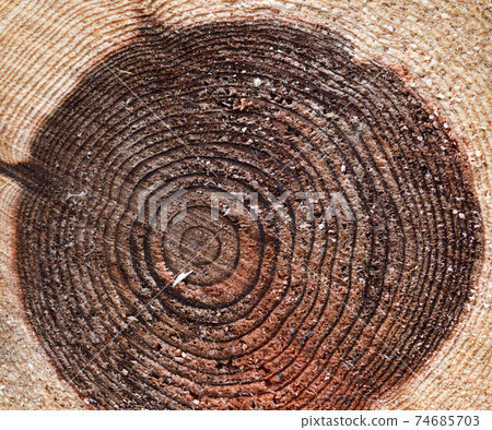 Sugi年輪和切面 74685703