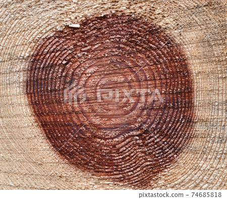 Sugi annual rings and cut surfaces Sugi annual rings and cut surfaces 74685818
