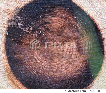 Sugi annual rings and cut surfaces 74685819