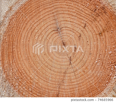 日本柏年輪和切面 74685966