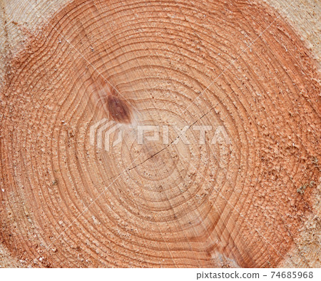 Japanese cypress annual rings and cut surface 74685968
