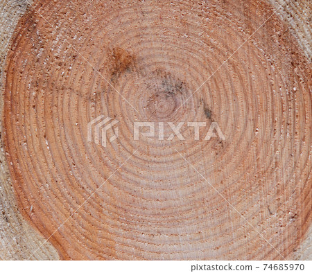 Japanese cypress annual rings and cut surface 74685970