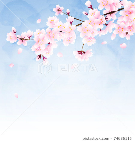 櫻花和花瓣在藍藍的天空背景上 74686115