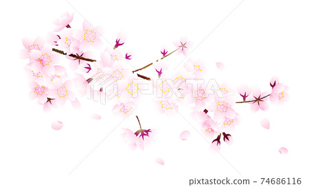櫻桃樹枝,花朵和花瓣在白色背景上 櫻桃樹枝,花朵和花瓣在白色背景上 74686116