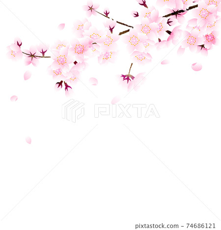 櫻花和花瓣在白色背景上 櫻花和花瓣在白色背景上 74686121