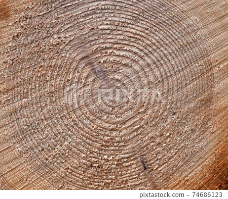 Fir tree annual rings and cut surfaces Fir tree annual rings and cut surfaces 74686123