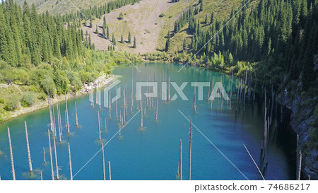 Coniferous trees rise from depths of mountain lake Coniferous trees rise from depths of mountain lake 74686217