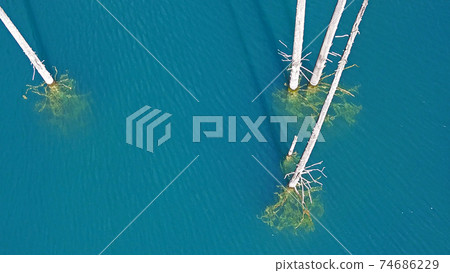 Coniferous trees rise from depths of mountain lake 74686229