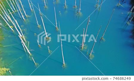 Coniferous trees rise from depths of mountain lake Coniferous trees rise from depths of mountain lake 74686249