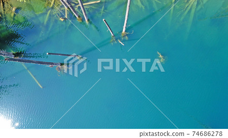 Coniferous trees rise from depths of mountain lake 74686278