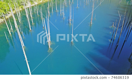 Coniferous trees rise from depths of mountain lake Coniferous trees rise from depths of mountain lake 74686319