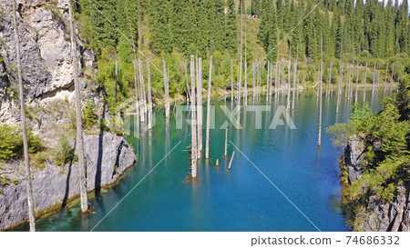 Coniferous trees rise from depths of mountain lake Coniferous trees rise from depths of mountain lake 74686332