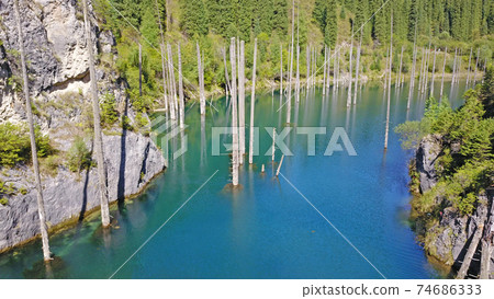 Coniferous trees rise from depths of mountain lake Coniferous trees rise from depths of mountain lake 74686333