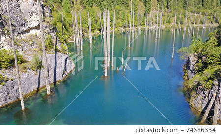 Coniferous trees rise from depths of mountain lake Coniferous trees rise from depths of mountain lake 74686334