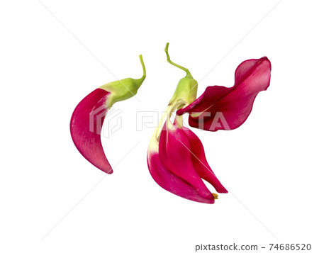 Close up Agasta, Sesban, Vegetable humming bird flower. Close up Agasta, Sesban, Vegetable humming bird flower. 74686520