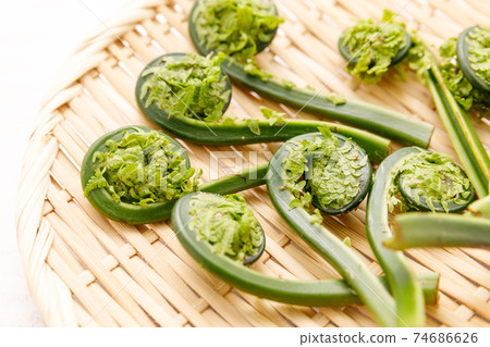 Wild plants: Kogomi, Kogomi, Crouching 74686626