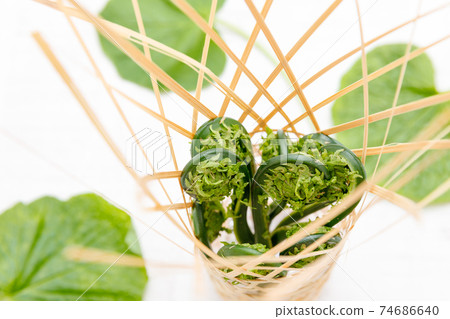 Wild plants: Kogomi, Kogomi, Crouching Wild plants: Kogomi, Kogomi, Crouching 74686640