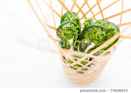 Wild plants: Kogomi, Kogomi, Crouching 74686643