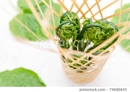 野生植物：小護，小護，蹲伏 74686645