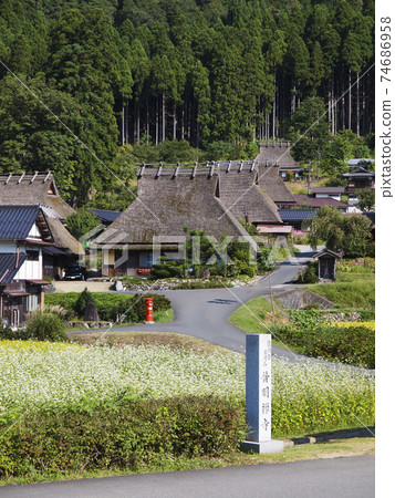 Miyama Kayabuki no Sato in autumn when soba flowers bloom Miyama Kayabuki no Sato in autumn when soba flowers bloom 74686958