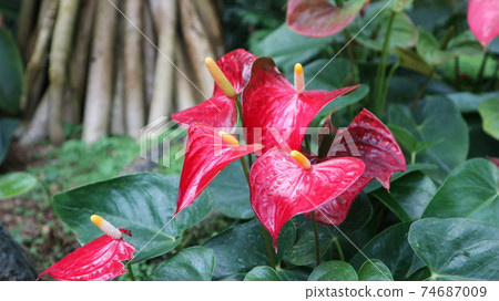 Red and beautiful anthurium 74687009