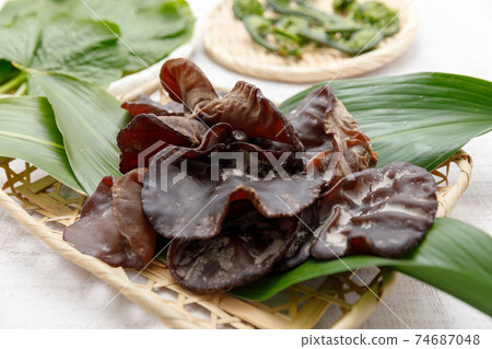 野生植物：生計 74687048