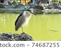 Black-crowned night heron by the water 74687255