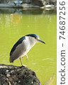 Black-crowned night heron by the water 74687256