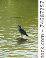 Black-crowned night heron on the water 74687257