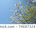 White Cherry blossoms on high mountain 74687324