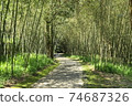 Bamboo Forest Path 74687326