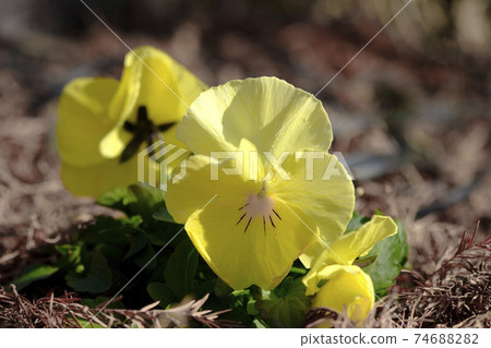 Early spring pansy flowers Early spring pansy flowers 74688282