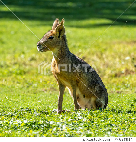 Patagonian Mara, Dolichotis patagonum are large relatives of guinea pigs 74688914