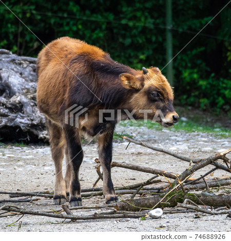 Heck cattle, Bos primigenius taurus or aurochs in the zoo Heck cattle, Bos primigenius taurus or aurochs in the zoo 74688926