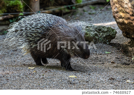 Indian crested Porcupine, Hystrix indica in a german nature park 74688927