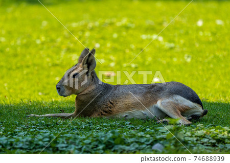 Patagonian Mara, Dolichotis patagonum are large relatives of guinea pigs 74688939