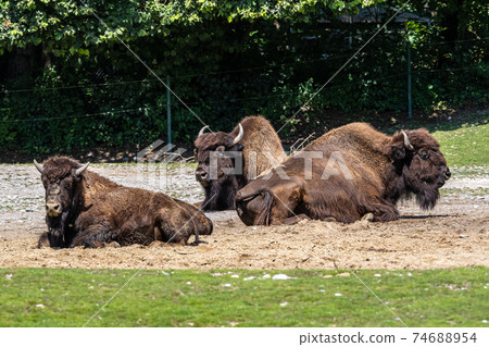 American buffalo known as bison, Bos bison in the zoo American buffalo known as bison, Bos bison in the zoo 74688954