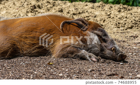 Red river hog, Potamochoerus porcus, also known as the bush pig. Red river hog, Potamochoerus porcus, also known as the bush pig. 74688955