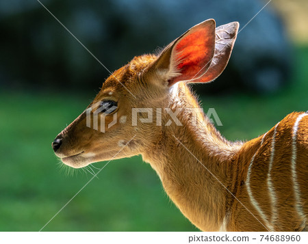 Baby Nyala Antelope - Tragelaphus angasii. Wild life animal. 74688960