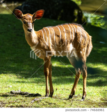 Baby Nyala Antelope - Tragelaphus angasii. Wild life animal. Baby Nyala Antelope - Tragelaphus angasii. Wild life animal. 74688961