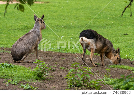 Patagonian Mara, Dolichotis patagonum are large relatives of guinea pigs Patagonian Mara, Dolichotis patagonum are large relatives of guinea pigs 74688963