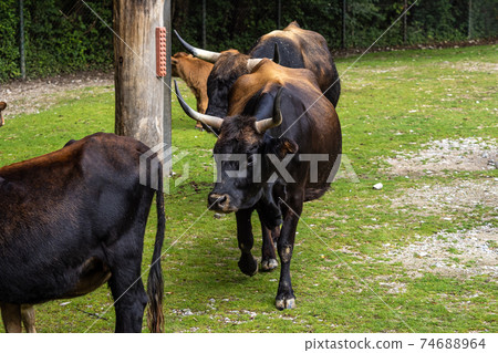 Heck cattle, Bos primigenius taurus or aurochs in the zoo Heck cattle, Bos primigenius taurus or aurochs in the zoo 74688964