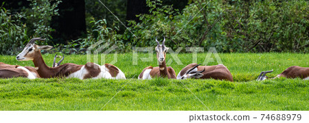 Dama gazelle, Gazella dama mhorr or mhorr gazelle is a species of gazelle Dama gazelle, Gazella dama mhorr or mhorr gazelle is a species of gazelle 74688979