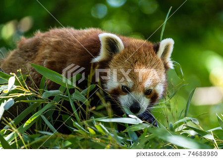 The red panda, Ailurus fulgens, also called the lesser panda. The red panda, Ailurus fulgens, also called the lesser panda. 74688980