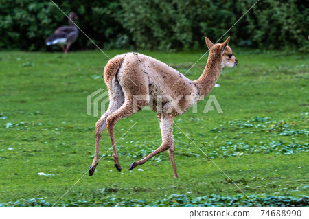 Vicunas, Vicugna Vicugna, relatives of the llama Vicunas, Vicugna Vicugna, relatives of the llama 74688990