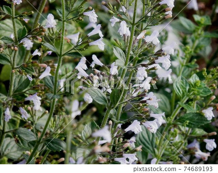 Kalaminsa Kalaminsa 74689193