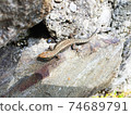 a gray lizard on a rock under the bright sunlight 74689791
