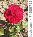 Natural bright roses background. Bright red rose for Valentine Day. Closeup, macro shot. Red rose flower. Close up of red roses and water drops. Roses in flower shop. A red rose bloom. Rose petals. 74689792