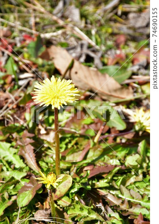 Oike Park in winter, under construction for seismic retrofitting of the dam 74690155